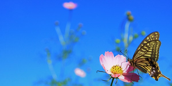 九州工業大学 渕脇研究室