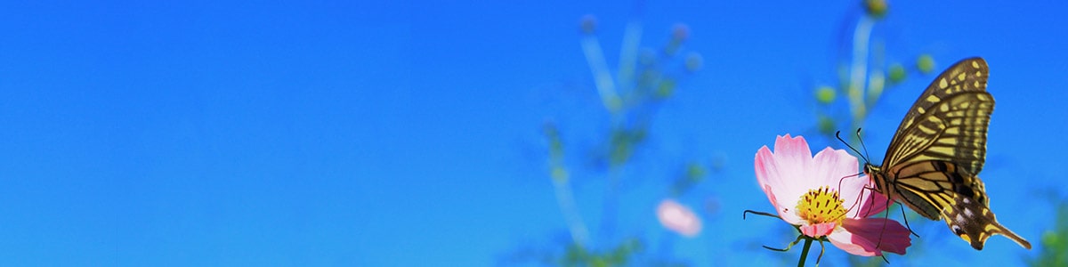 九州工業大学 渕脇研究室